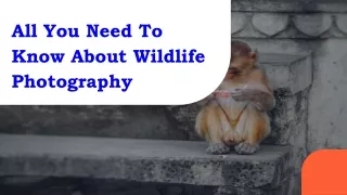 All You Need To Know About Wildlife Photography