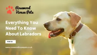Labradors Warrington