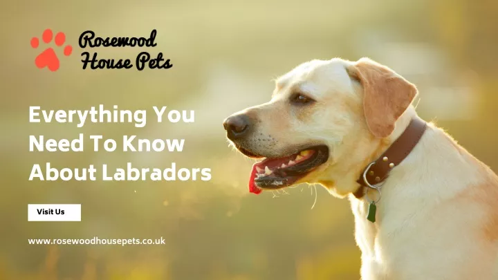 everything you need to know about labradors
