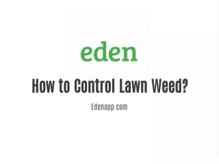 How to control lawn weed