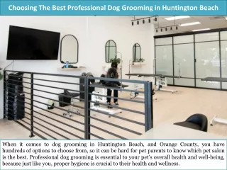 Choosing The Best Professional Dog Grooming in Huntington Beach