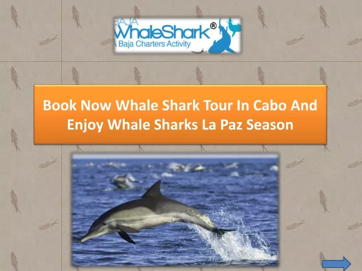 book now whale shark tour in cabo and enjoy whale sharks la paz season