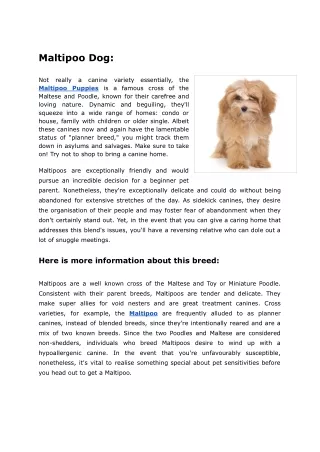The Maltipoo Dog A Brief History & Description