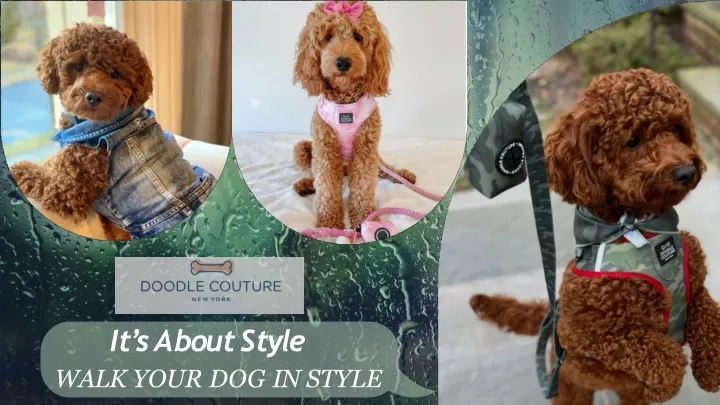 i t s a b o u t s t y l e walk your dog in style