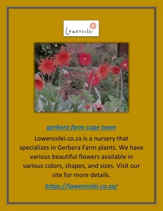gerbera farm cape town