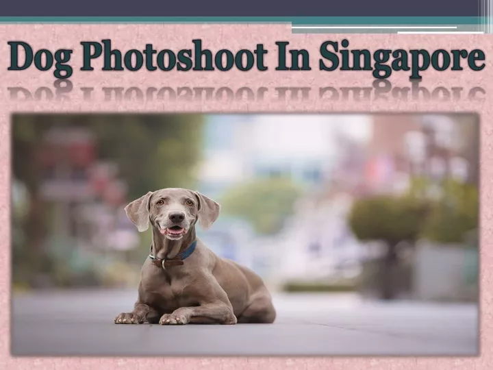 dog photoshoot in singapore