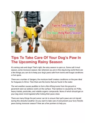 Tips To Take Care Of Your Dog’s Paw In The Upcoming Rainy Season