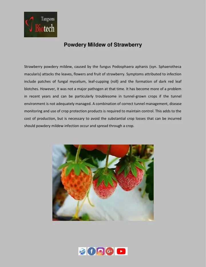 powdery mildew of strawberry