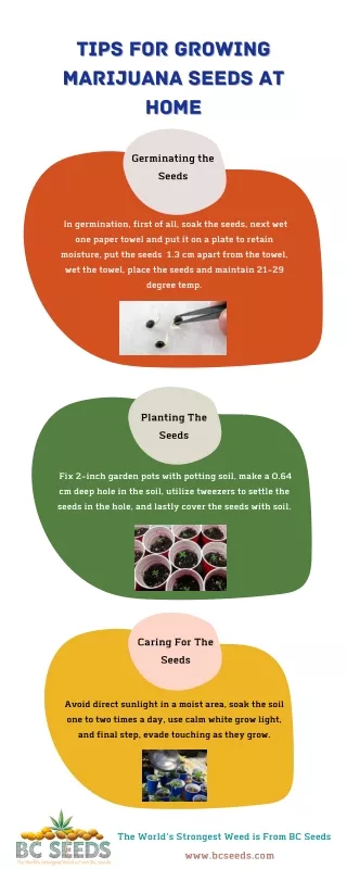 tips for growing tips for growing marijuana seeds