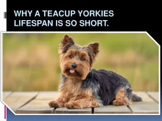 why a teacup yorkies lifespan is so short