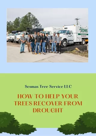 How to Help Your Trees Recover from Drought