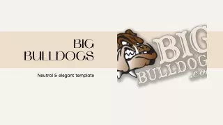English Bulldogs For sale  Big Bullsdogs