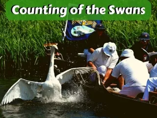 Counting of the swans
