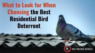 What to Look for When Choosing the Best Residential Bird Deterrent