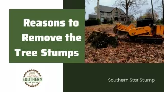 Reasons to  Remove the Tree Stumps