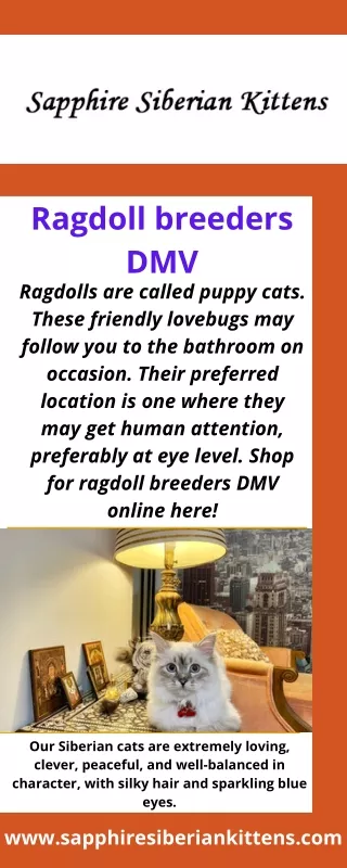Ragdoll breeders DMV