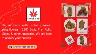 The Best CBD Bud and High CBD Strains [2022] - swisscbdbuds