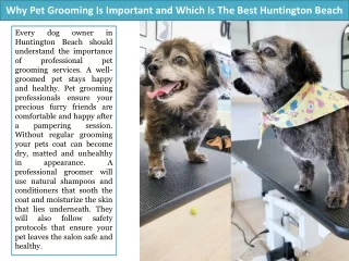 Why Pet Grooming Is Important and Which Is The Best Huntington Beach