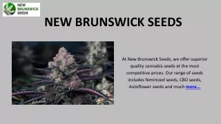 Buy Highly-Trusted Cannabis Seeds - New Brunswick Seeds