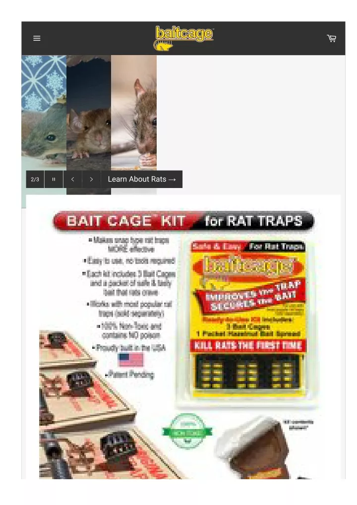 learn about rats