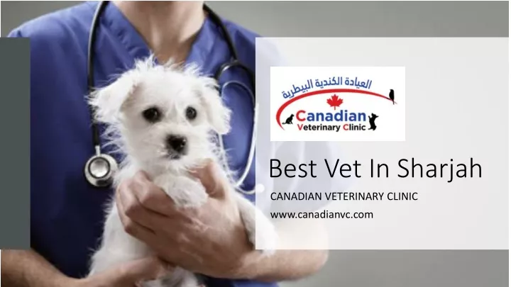 best vet in sharjah