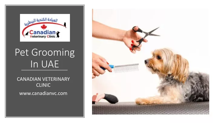 pet grooming in uae