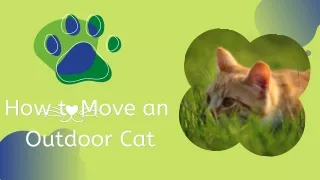 How to Move an Outdoor Cat
