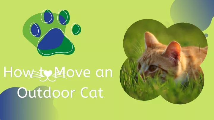 how t how t move an move an outdoor cat outdoor