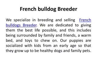 French bulldog Breeder