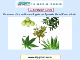 medicinal plant farming
