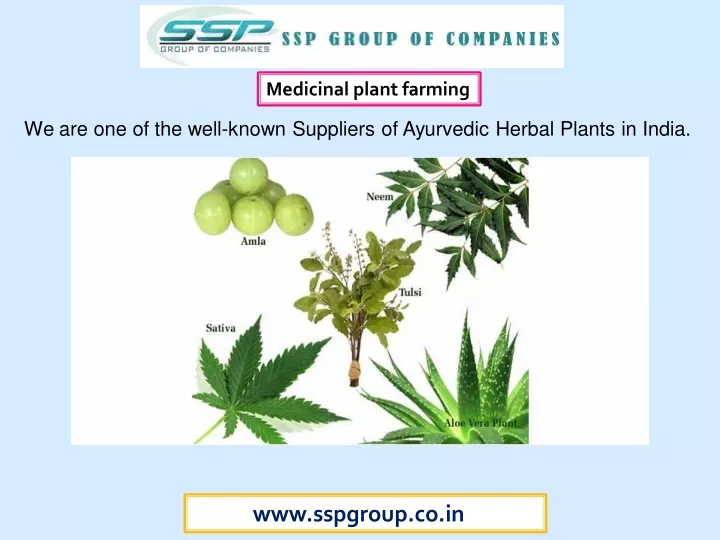 medicinal plant farming