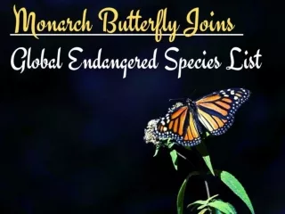 Monarch butterfly joins global endangered species list