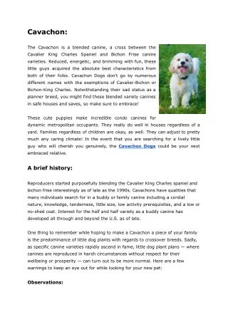 cavachon