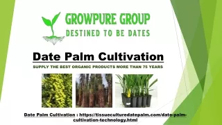 Date Palm Cultivation