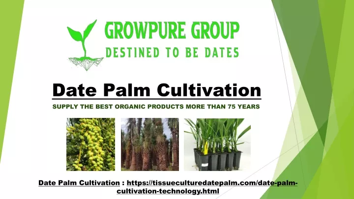 date palm cultivation supply the best organic