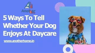 5 Ways To Tell Whether Your Dog Enjoys At Daycare - Another Home