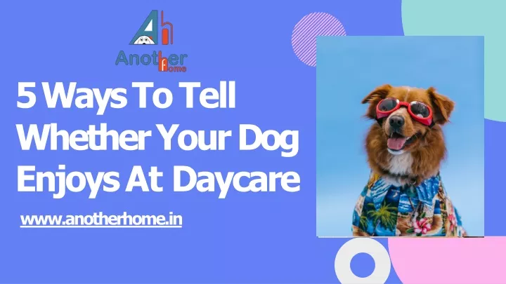 5 ways to tell whether your dog enjoys at daycare