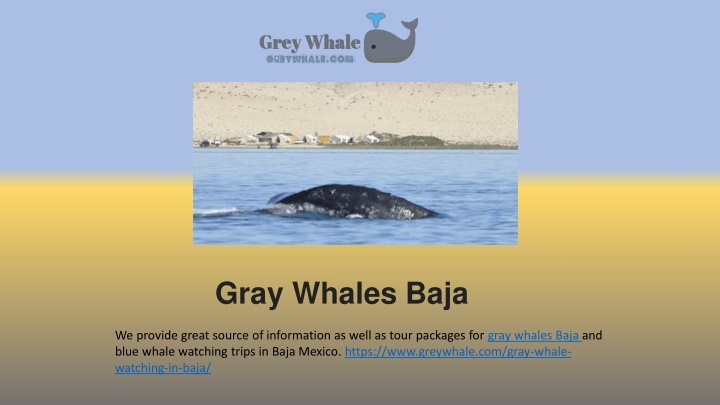 gray whales baja