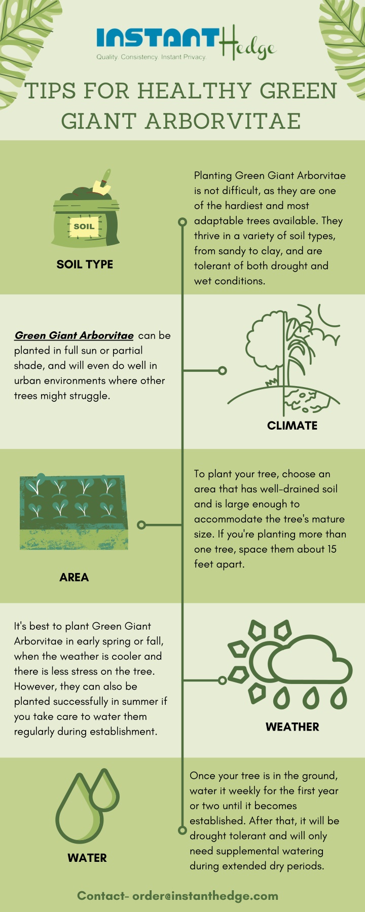 tips for healthy green giant arborvitae