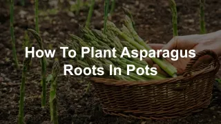 How To Plant Asparagus Roots In Pots