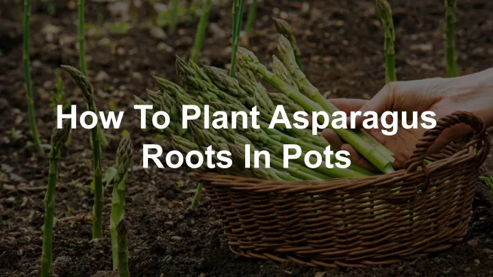 how to plant asparagus roots in pots