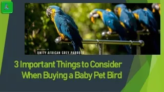 3 Important Things to Consider When Buying a Baby Pet Bird