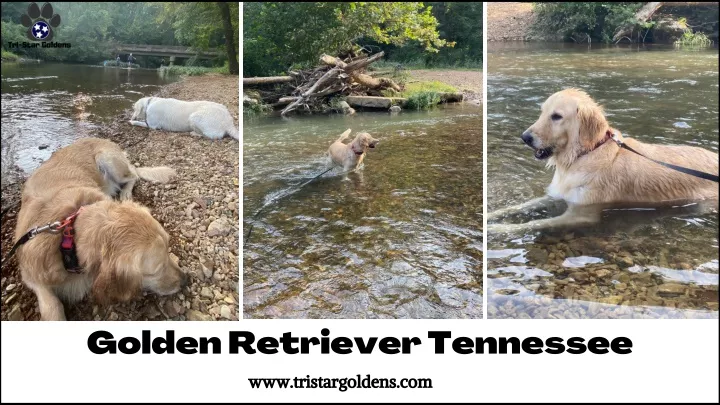 golden retriever tennessee