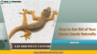 how to get rid of your home lizards naturally