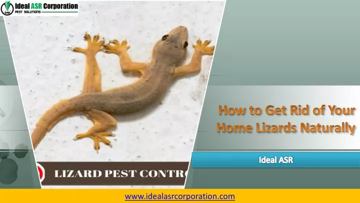 how to get rid of your home lizards naturally