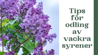tips f r odling av vackra syrener