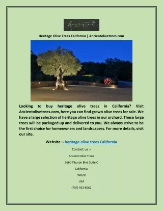 Heritage Olive Trees California | Ancientolivetrees.com