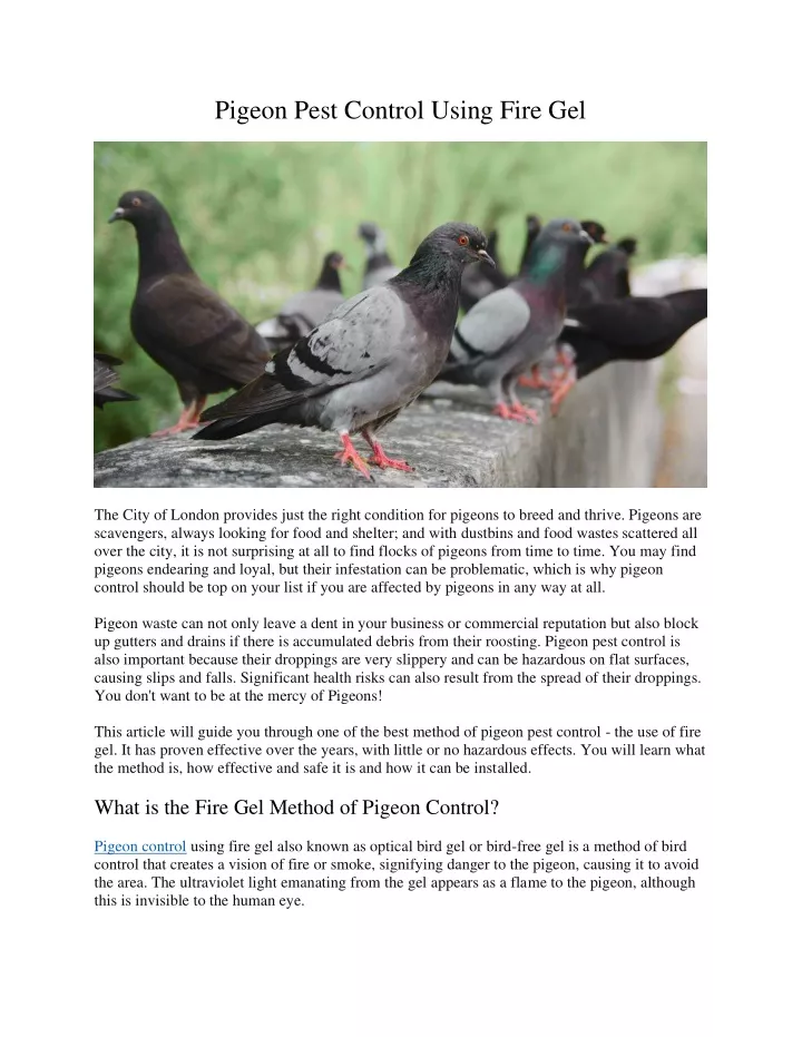 PPT Pigeon Pest Control Using Fire Gel PowerPoint Presentation, free