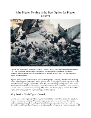 why pigeon netting is the best option for pigeon