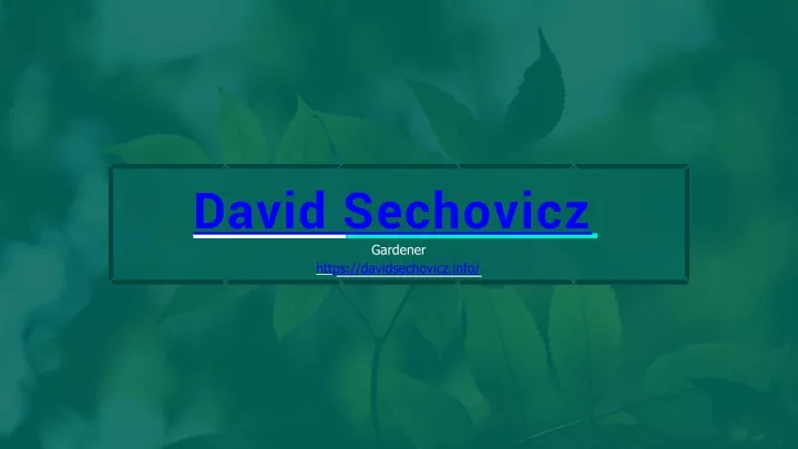 david sechovicz